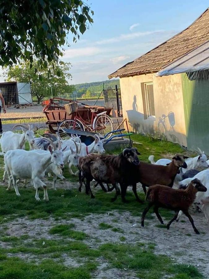 Villa Gosp. Agroturystyczne Stary Gaj à Zerkowice Extérieur photo